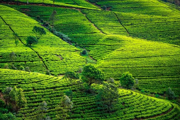 Sri Lanka Tour from Hyderabad